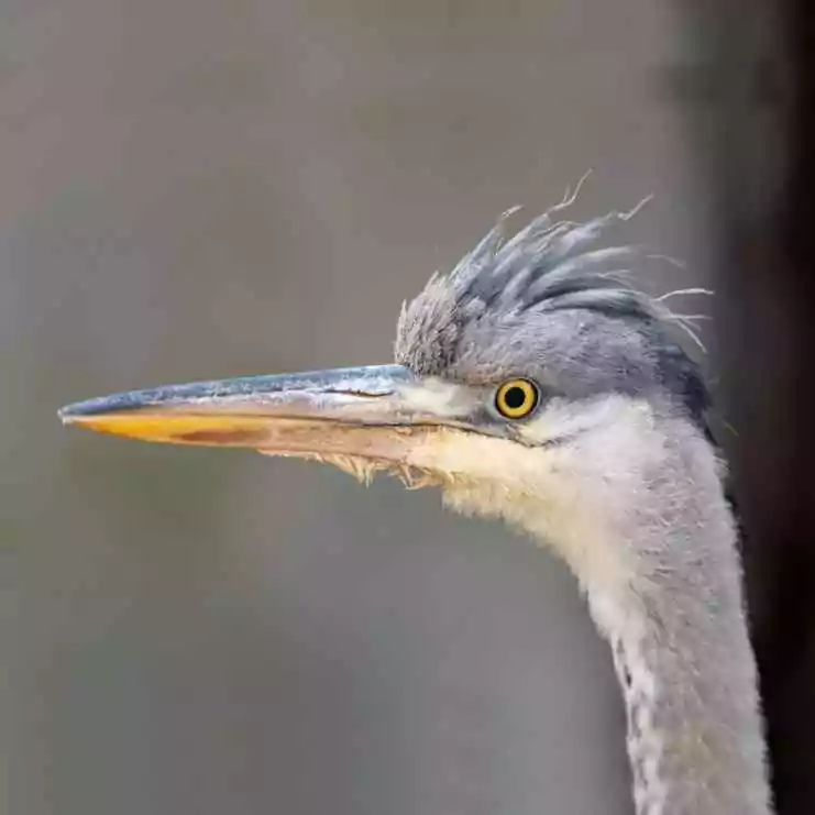 Un héron du parc